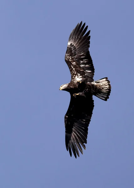 Junior eagle in de hemel. — Stockfoto
