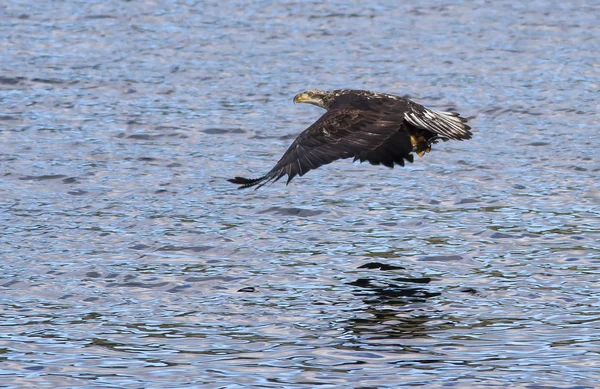 Eagle close to water. — Stock Photo, Image