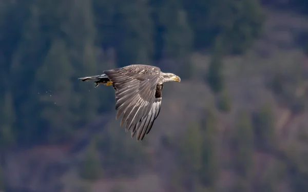 Eagle flies at tree line. — Stock Photo, Image