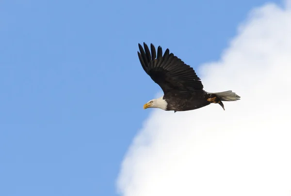 Φαλακρός αετός πετά στα ύψη. — Φωτογραφία Αρχείου