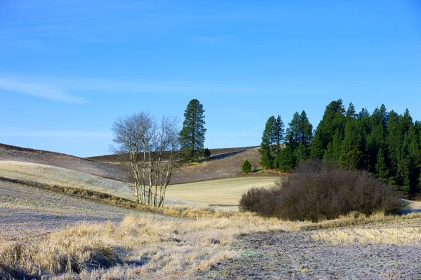 Palouse de Idaho rural . —  Fotos de Stock