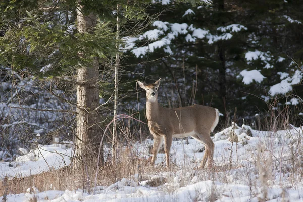 雪に覆われた木の隣に鹿. — ストック写真
