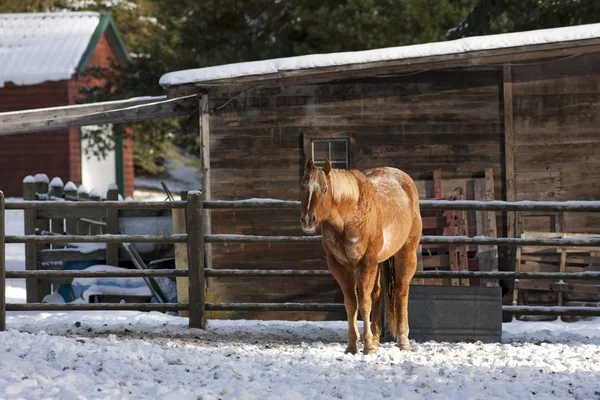 Cheval dans les pâturages enneigés . — Photo