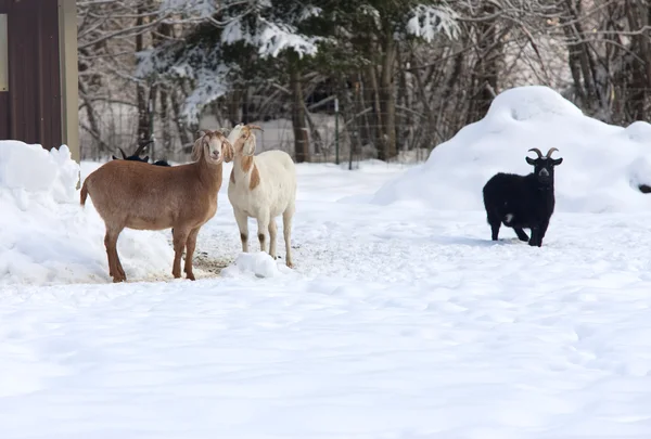 Drei Ziegen im Schnee. — Stockfoto