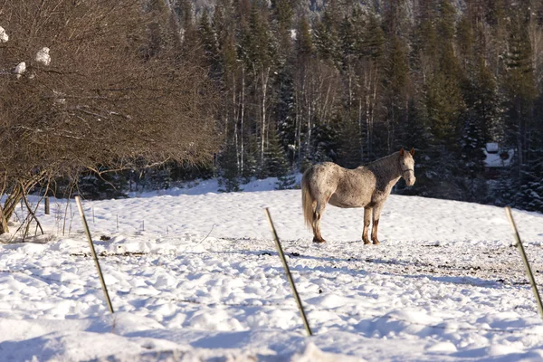 Cheval solitaire dans un champ enneigé . — Photo