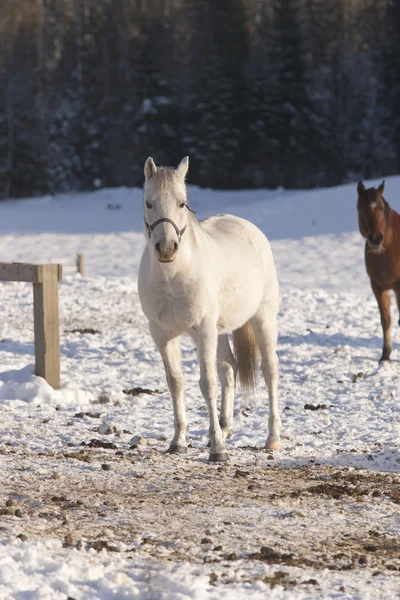 Carrinhos de cavalo no campo . — Fotografia de Stock