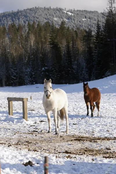 Konie w snowy pastwiska. — Zdjęcie stockowe