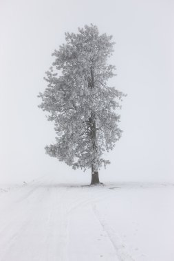 Frost kaplı çam ağacı.
