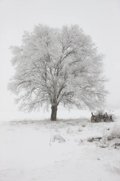 Malerischer, vom Frost bedeckter Baum. — Stockfoto