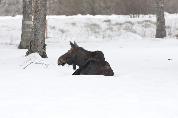 Moose at ease in snow.