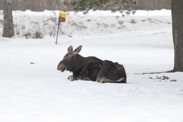 Moose relaxuje ve sněhu. — Stock fotografie