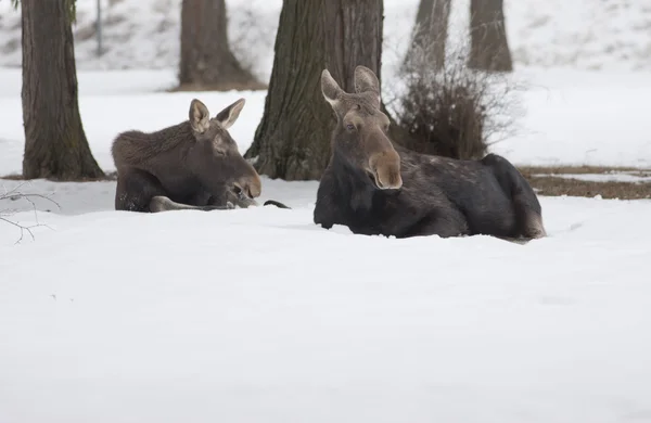 Moose lie in snow. — Stock Photo, Image
