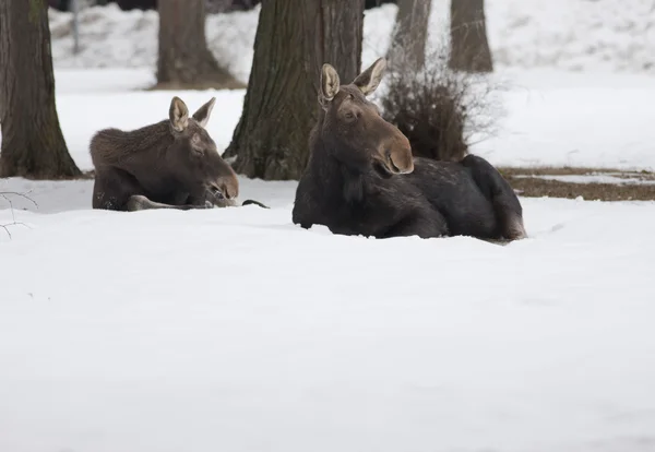 Two moose in the snow. — Stock Photo, Image