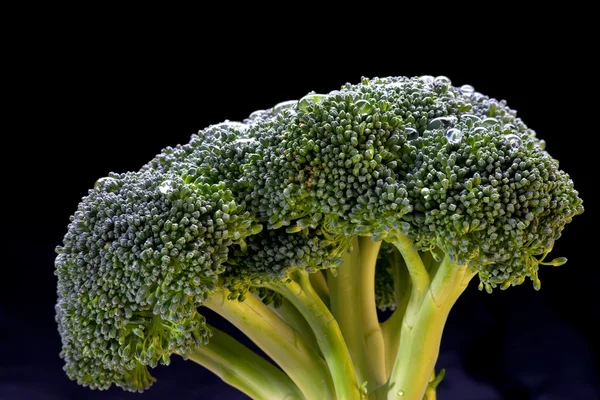 Head of broccoli. — Stock Photo, Image