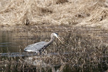 Heron ile balık.