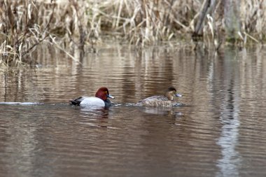 Canvasback waterfowl couple. clipart