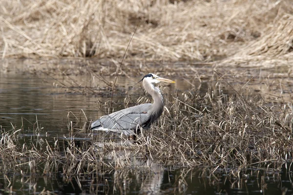 Reiher verschluckt Fische. — Stockfoto