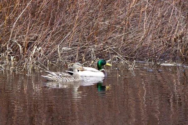 Coppia germano reale in acqua . — Foto Stock