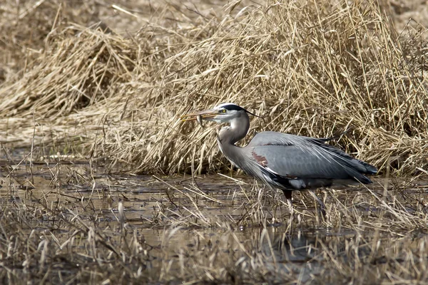 Reiher hat Fisch im Schnabel. — Stockfoto