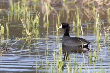 Coot çimenli sığ sularda yüzüyor..