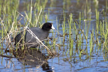 Coot in grassy shallow water. clipart