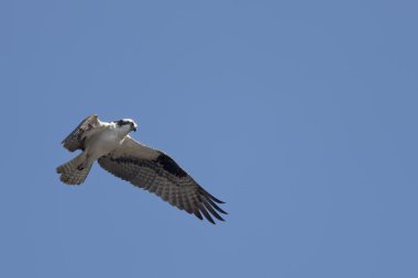 Osprey gökyüzünde.