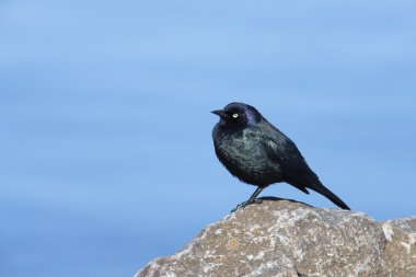 ortak grackle.