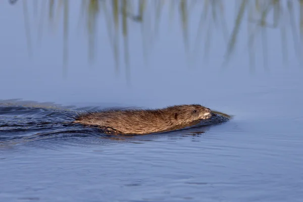 Pequeno rato almiscarado na água . — Fotografia de Stock