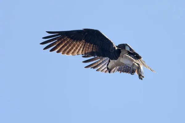 Osprey looks down for fish. — Stock Photo, Image