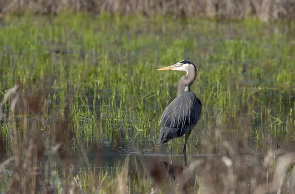 Heron in the wetlands. — Stock Photo, Image