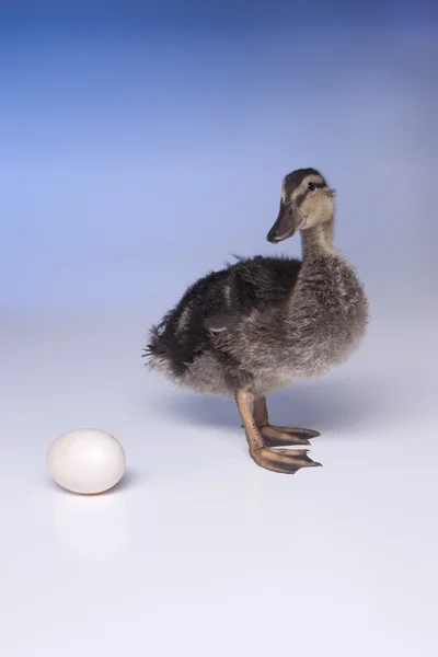 Duckling looks at egg. — Stock Photo, Image
