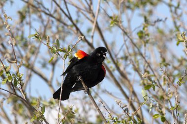 Chirping red winged black bird. clipart