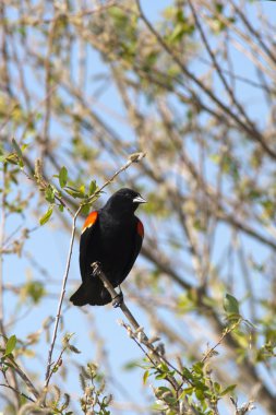 tünemiş Kırmızı kanatlı siyah kuş.
