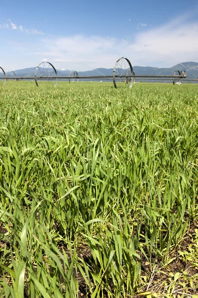 Rega do campo agrícola . — Fotografia de Stock