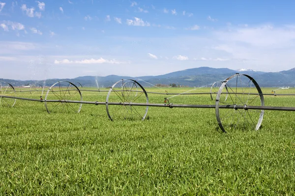 Irrigación del campo agrícola . — Foto de Stock