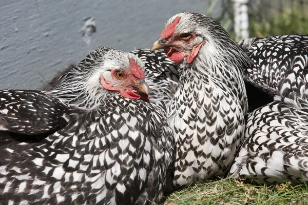 Silver Laced Wyadontte Hens. — Stock Photo, Image