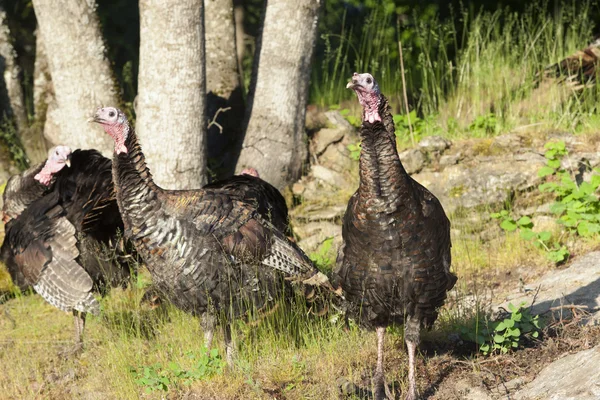 Turkeys in the sunlight. — Stock Photo, Image