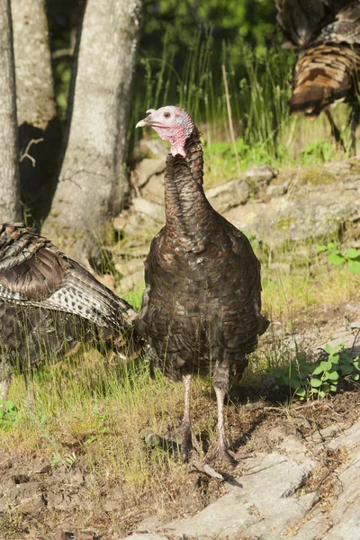 Turkey stands tall. — Stock Photo, Image