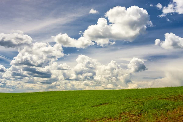 Nuvens no céu azul sobre culturas verdes — Fotografia de Stock