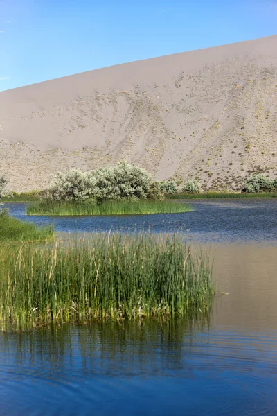 Gräs i sjön på bruneau dunes. — Stockfoto