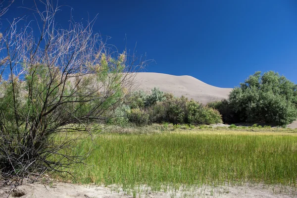 Grasbewachsene Wiese bei Bruneau Sanddünen. — Stockfoto