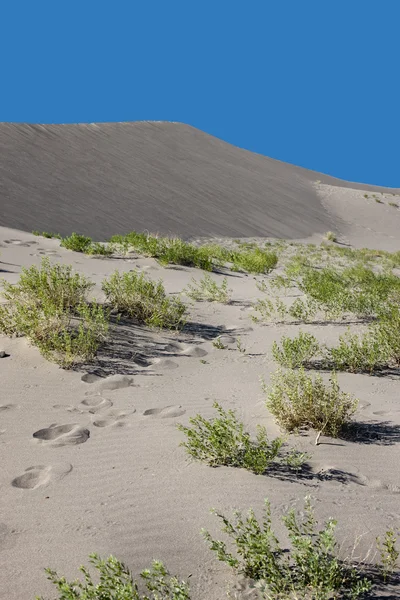 Varias plantas del desierto . — Foto de Stock