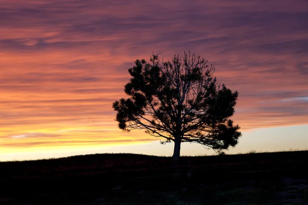 Silhouette of tree at sunset. — Stock Photo, Image