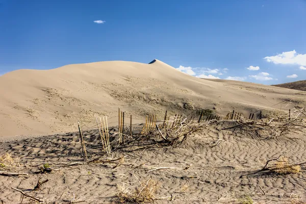 Pouštní rostliny v bruneau dunes. — Stock fotografie