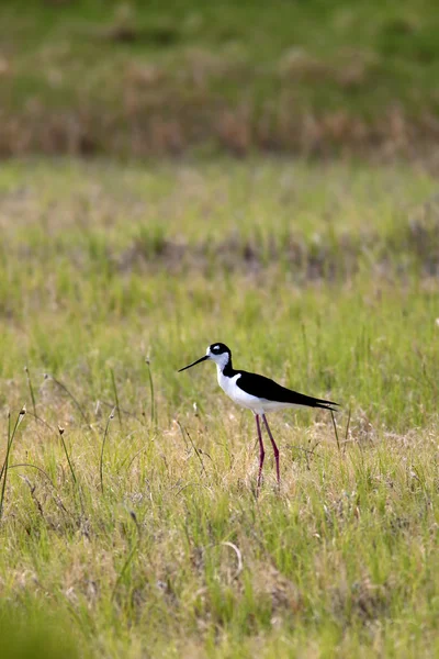 Klein schattig zwart necked stilt. — Stockfoto