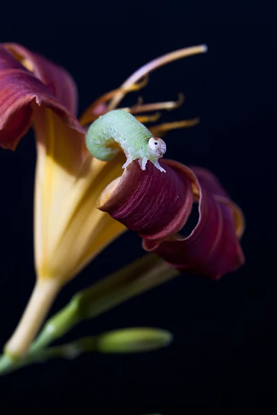 Közelkép a caterpillar, a liliom. — Stock Fotó