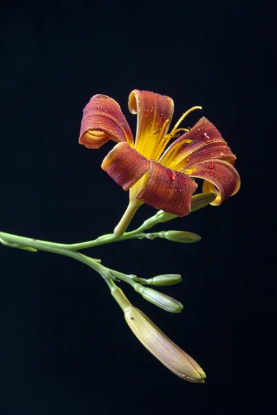 Close up van tiger lily. — Stockfoto