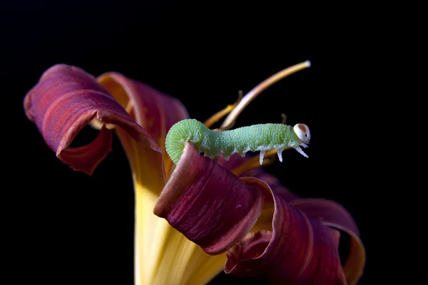 Oruga verde extendiéndose . — Foto de Stock