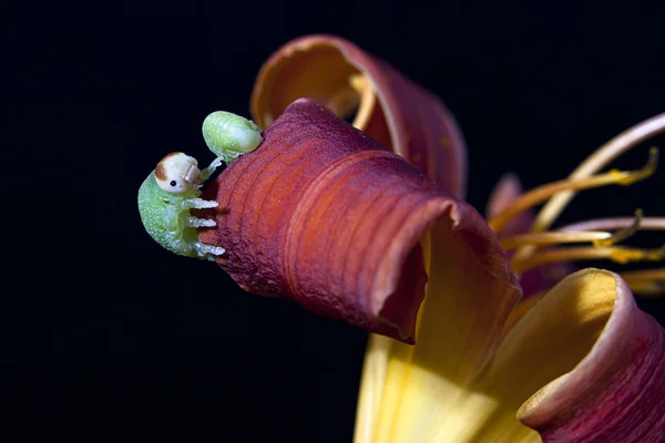 Caterpillar kikar ut från lily. — Stockfoto