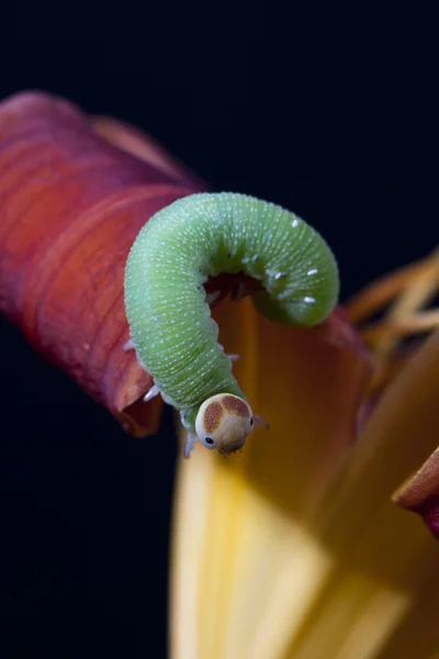 Caterpillar klimmen op bloem. — Stockfoto